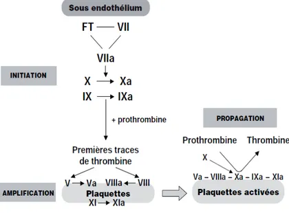 Figure 4: Schéma moderne simplifié de la coagulation in vivo [24]  Fibrinoformation 