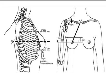 Figure 1 : Topographie et anatomie externe du sein [5] 