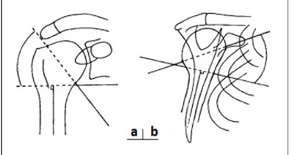Figure 1: Schématisation des angles αF   (a: vue de face) et αP (b: vue de profil) 