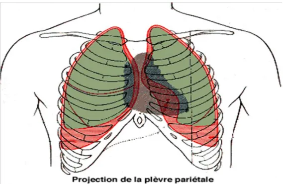 Figure 15 : montrant les deux feuillets pleuraux  La plèvre costale 