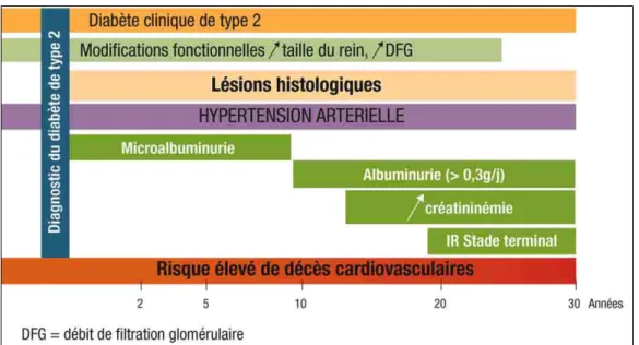 Figure 38: Évolution naturelle de la néphropathie du diabète de type [11]. 