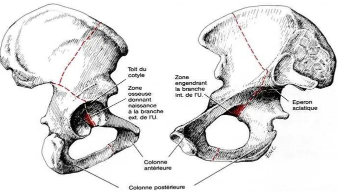 Figure 25 : vues endo et exopelviennes de l’os iliaque avec en pointillé les limites des colonnes  du cotyle  (28)
