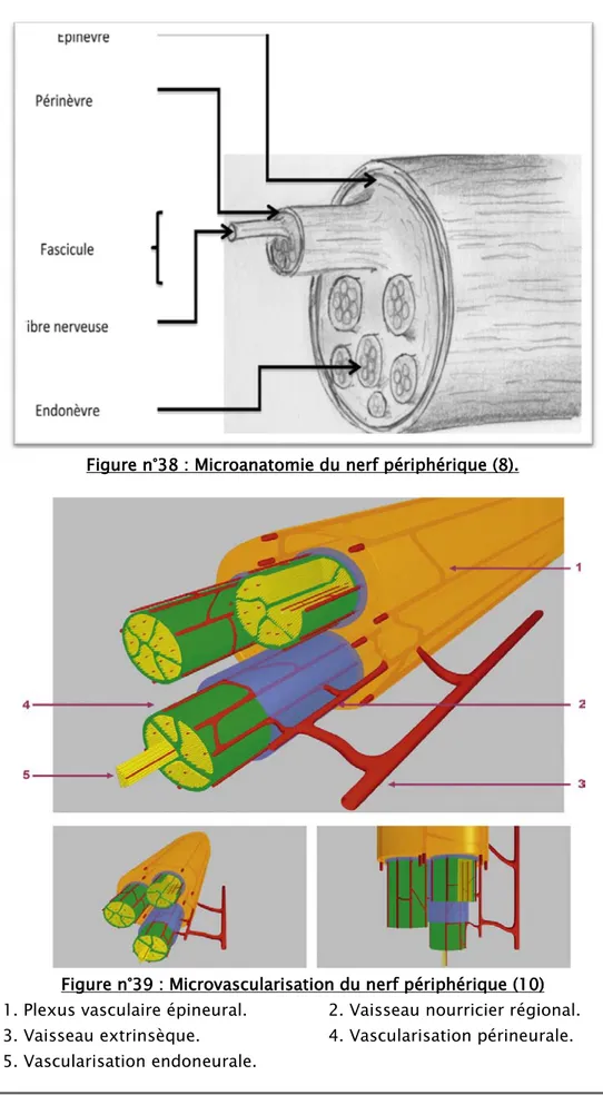 Figure n°39 : Microvascularisation du nerf périphérique (10)  1. Plexus vasculaire épineural