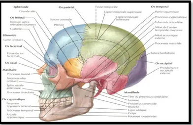 Figure 3 : Vue de l’ensemble de l’os mandibulaire et de l’os temporal sur un profil du crâne [11] 