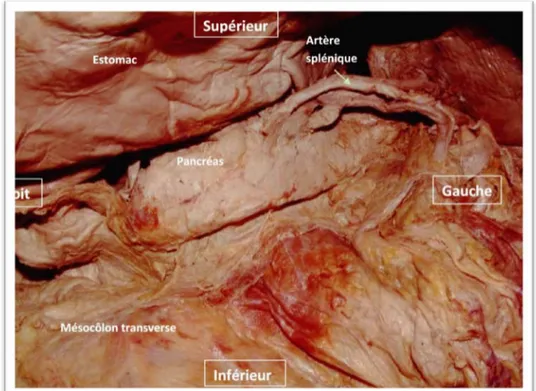 Figure 14 : Vue antérieure du pancréas montrant la situation générale de la glande dans  la cavité abdominale [6]