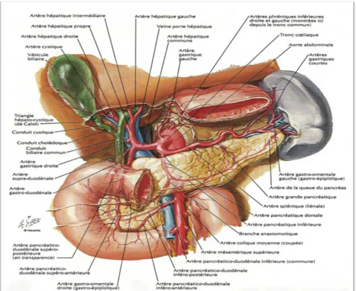 Figure 16 : Vascularisation artérielle du pancréas en vue antérieure [7]. 