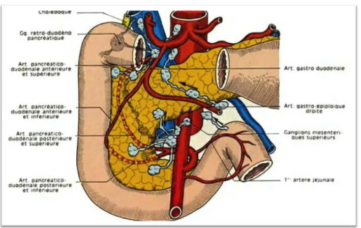 Figure 18 : Drainage lymphatique du pancréas [7]. 