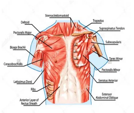 Figure 30 : Vue antérieure  de la musculature de la cage thoracique. 