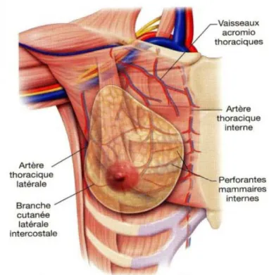 Figure 8 : La vascularisation de la glande mammaire.[19] 