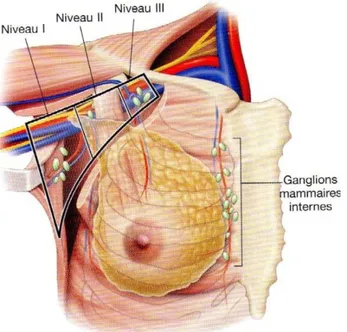 Figure 19 : Les 3 niveaux du curage axillaire : étage ganglionnaire de Berg  Les ganglions mammaires internes : chaine parasternale.[19] 