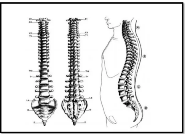 Figure N° 1 : Disposition du rachis dans le plan frontal et sagittal [5]. 