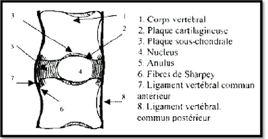 Figure N° 8 : Schéma d’une coupe sagittale du rachis lombaire montrant les différentes  structures contribuant à l’union de deux corps vertébraux [33]