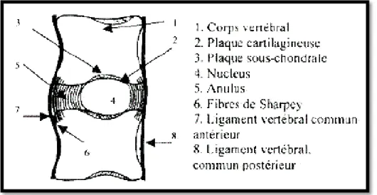 Figure N° 8 : Schéma d’une coupe sagittale du rachis lombaire montrant les différentes  structures contribuant à l’union de deux corps vertébraux [33]