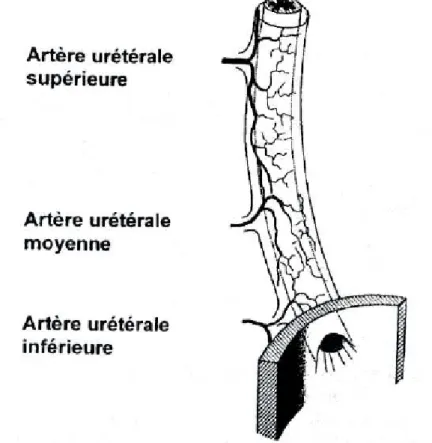 Figure 22 : Vascularisation de l’uretère 