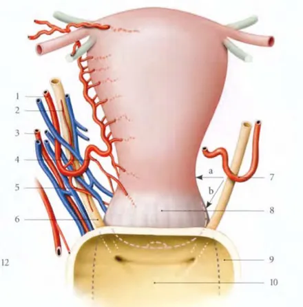 Figure 5 :Croisement de l’artère utérine et de l’uretère (d’après PATURET) : vue antérieure  1  -artère utérine-2 artère urétérique-3 artère vaginale-4 art cervico-vaginale 5 artère cérvico-vaginale-6  uretère-7 crosse de l’artère utérine-8 vagin 9 vessie-