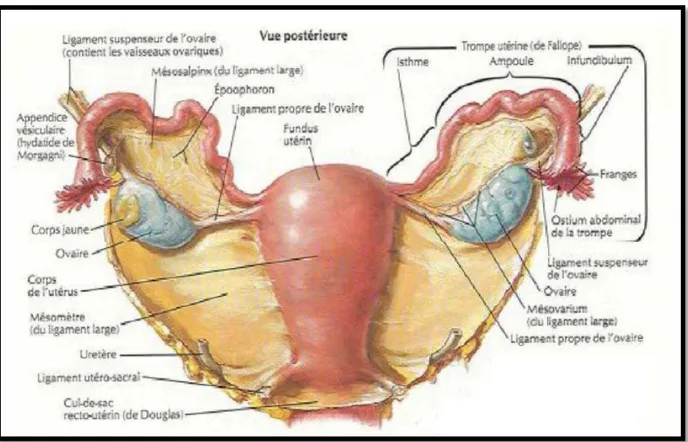 Figure 7 : Vue postérieure de l'utérus et des annexes montrant les moyens  de fixité ligamentaire  de l'ovaire