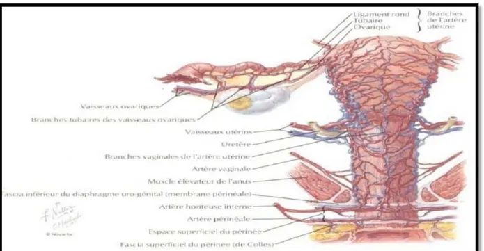 Figure 8:vascularisation de l'ovaire [6] 