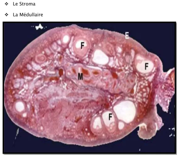Figure 9 : Coupe histologique d’un ovaire qui montre les trois couches                                               fondamentales