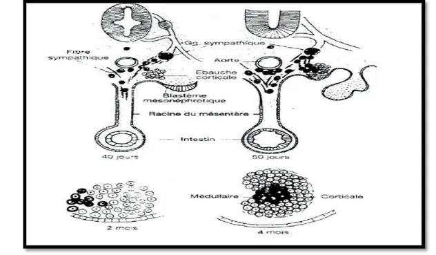 Figure 12 : Organogenèse des surrénales [3] 