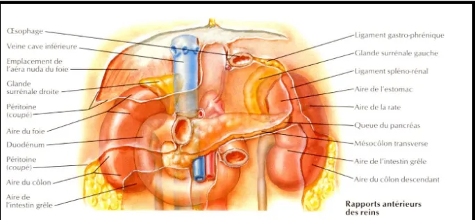 Figure 17 : Les rapports anatomiques des glandes surrénales [12]. 