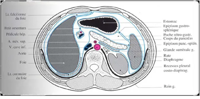 Figure n°2 : Coupe transversale de l’abdomen montrant la situation et les moyens de   fixité de la rate [5]