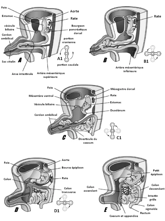 Figure 3 : Les rotations intestinales au cours de la vie intra-utérine (4) 
