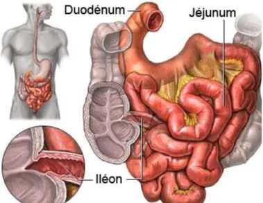 Figure n 6  : Anatomie générale de l’intestin grêle[4] 