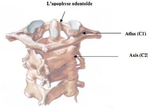 Fig. 7 : Articulation atloïdo-odontoïdienne 
