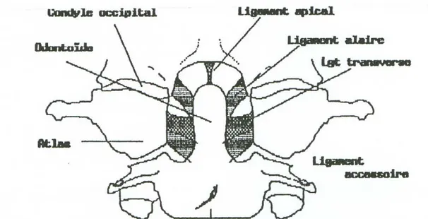 Fig. 9 : Vue antérieure des ligaments de l’odontoïde 