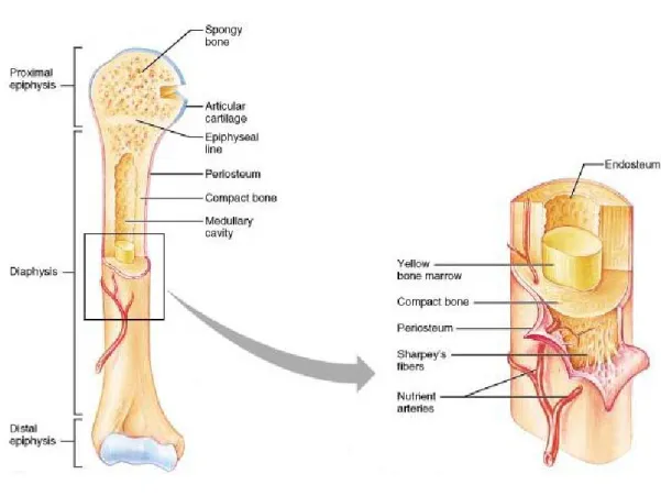 Figure 2 : Vascularisation d’un os long 