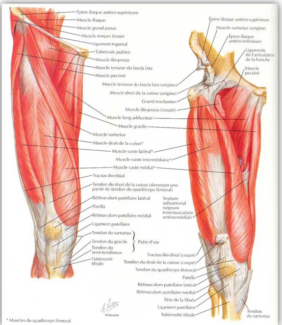 Figure 5 : Muscles de la cuisse, vue antérieure,   plans superficiel et profond 