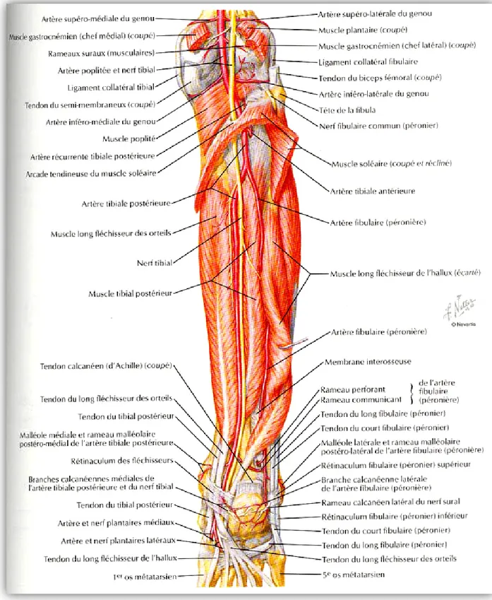 Figure 8 : Vue postérieure de la jambe montrant les muscles, les vaisseaux et les nerfs 