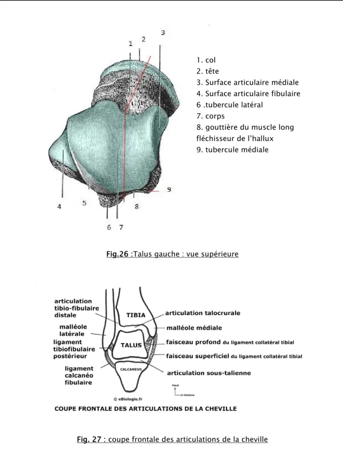 Fig. 27 : coupe frontale des articulations de la cheville1. col 