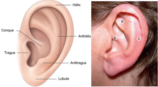 Figure 20 : Anatomie de la face externe du pavillon de l’oreille  [21]  b.2.  Une face médiale : 
