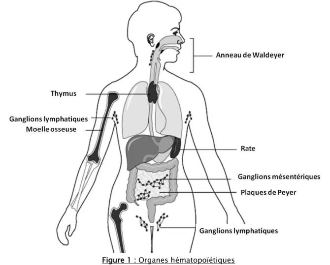 Figure 1 : Organes hématopoïétiques 