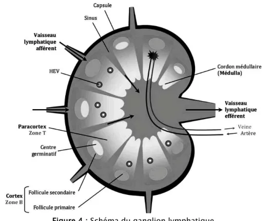 Figure 4 : Schéma du ganglion lymphatique 