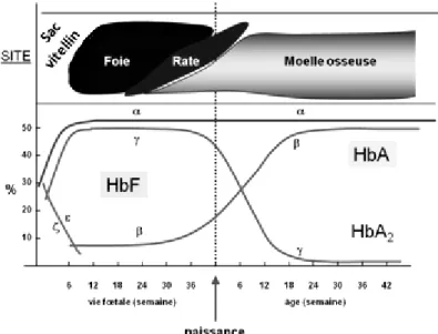Figure 16 : Évolution ontogénique des diverses chaînes de globine  •  Chez l’embryon, on trouve l’Hb Gower et l’Hb Portland