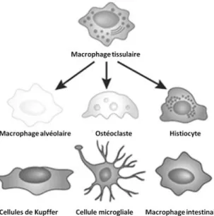 Figure 22 : Différents aspects du macrophage selon la localisation 