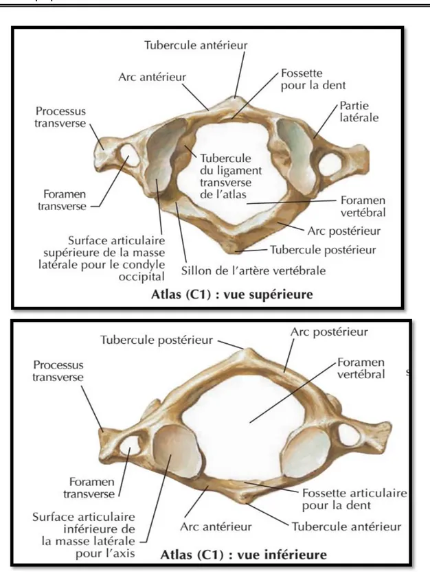 Figure 22   : schéma de la première vertèbre cervical atlas en vue inférieure (figure en bas ) et  supérieure (figure en haut) [31] 