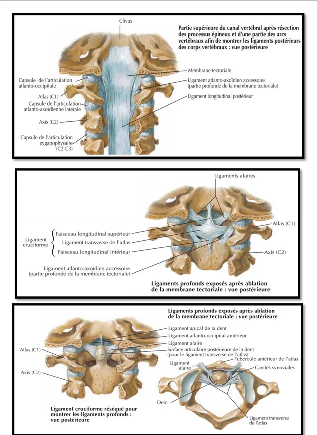 Figure 30 : vue postérieure de la charnière cervico-occipitale après ablation des lames  vertébrales [31] 