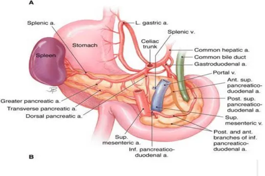 Figure 14 : Vue antérieure du pancréas montrant la disposition des artères pancréatiques