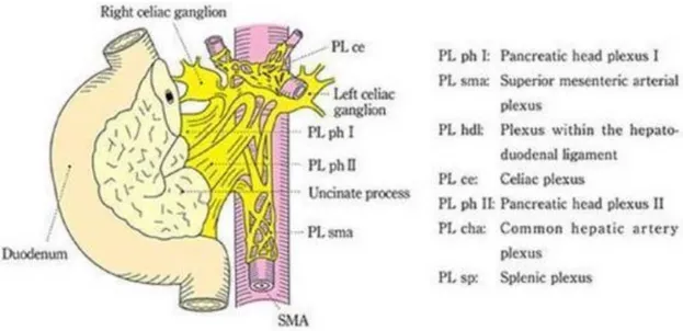 Figure 17 : Innervation du pancréas [2] 