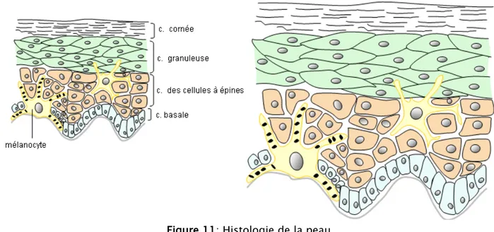 Figure 11: Histologie de la peau