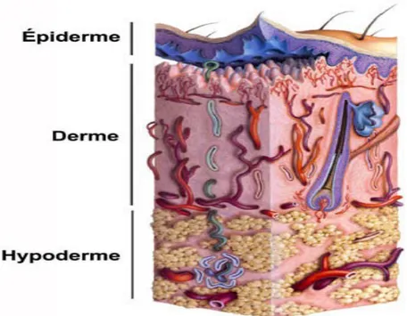 Figure 13: La peau humaine est composée de l’épiderme et du derme; l’hypoderme est le tissu sous- sous-jacent au derme (Holbrook, 1987 modifié de Geras, 1990)