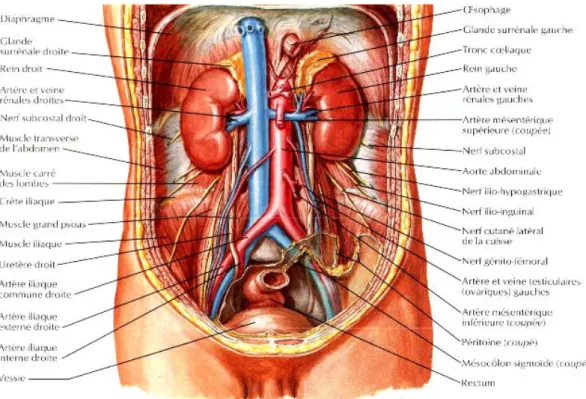 Figure 21 : Anatomie des surrénales [8].  Elles sont entourées d'une capsule fibreuse, elles présentent : 