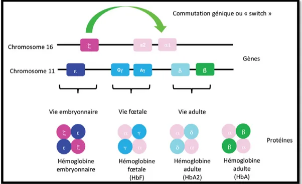 Figure 23:Les différents gènes de globines et les différentes hémoglobines synthétisées [3]
