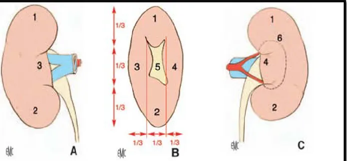 Figure 2. Morphologie externe du rein droit.   A. Face antérieure. 