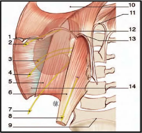 Figure 6 :  Rapports avec la paroi abdominale (vue de face) (11). 