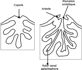 Figure 16 : Formation des canaux galactophores [14]. 