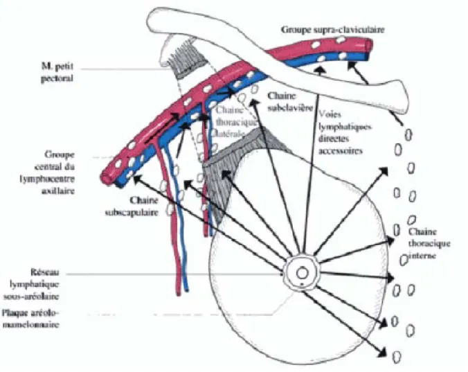 Figure 23 : Représentation schématique du drainage lymphatique de la glande mammaire [1] 